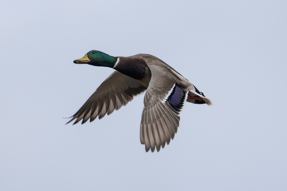 Mallard - ML644002291