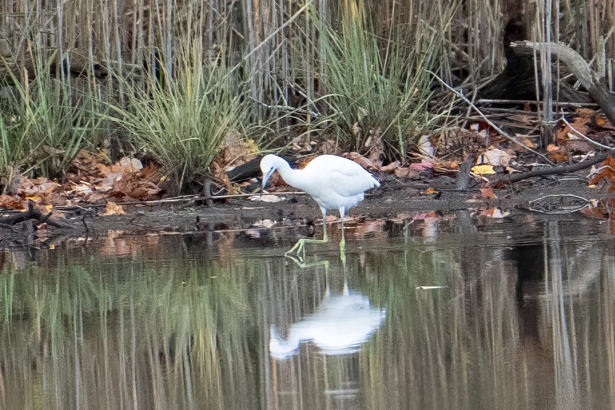 Little Blue Heron - ML644002302