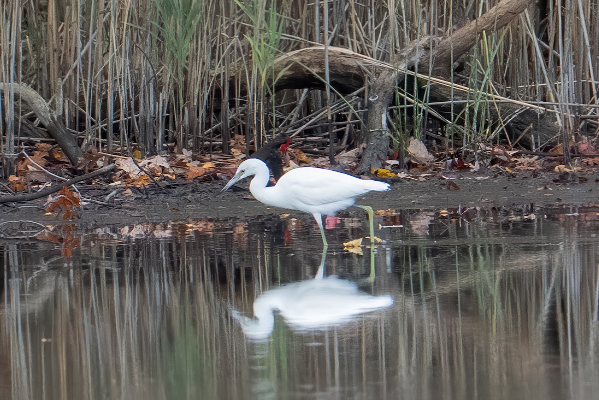 Little Blue Heron - ML644002303