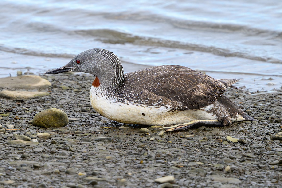 Red-throated Loon - ML644002304