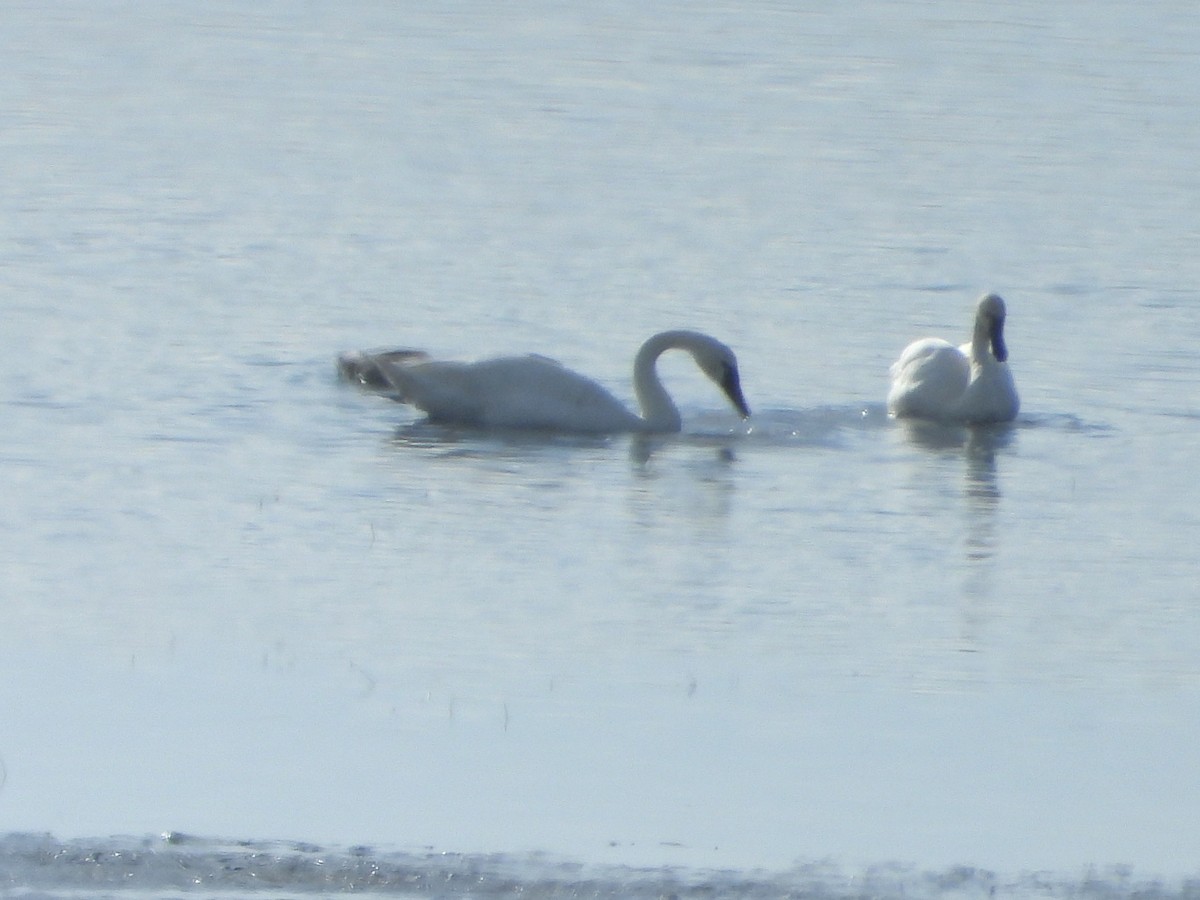 Tundra Swan - ML644002305