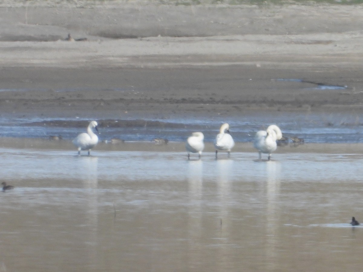 Tundra Swan - ML644002306