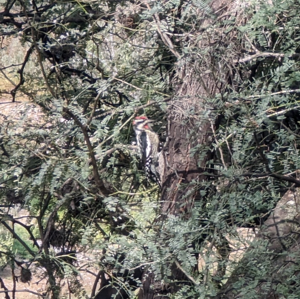 Red-naped Sapsucker - ML644002320