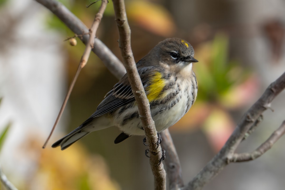 Yellow-rumped Warbler (Myrtle) - ML644002321