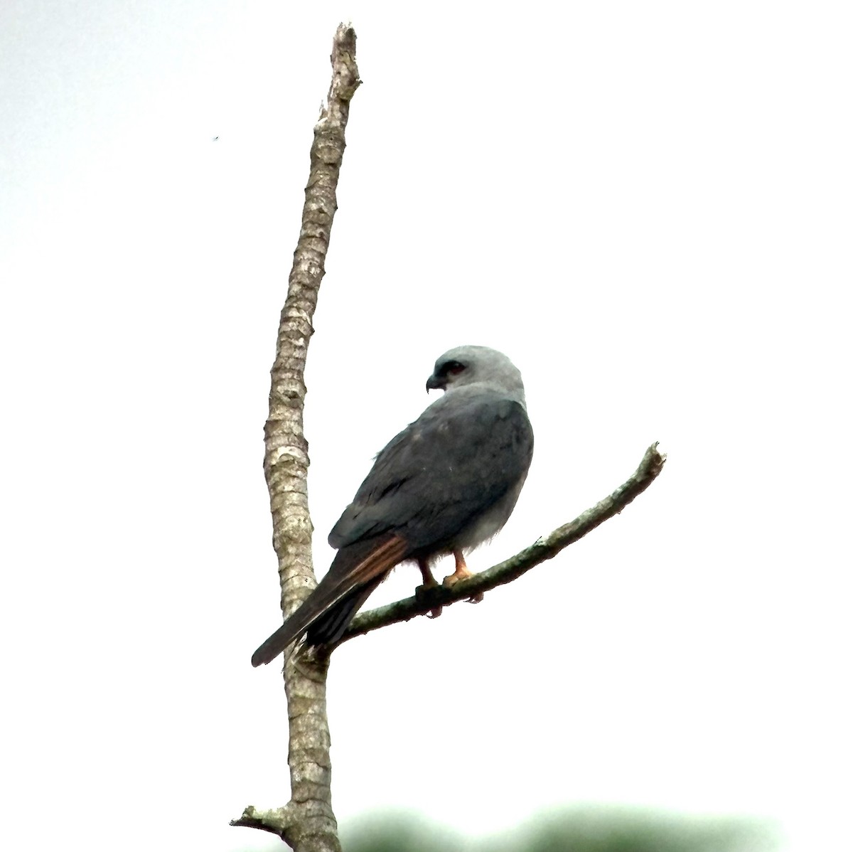 Plumbeous Kite - ML644002323