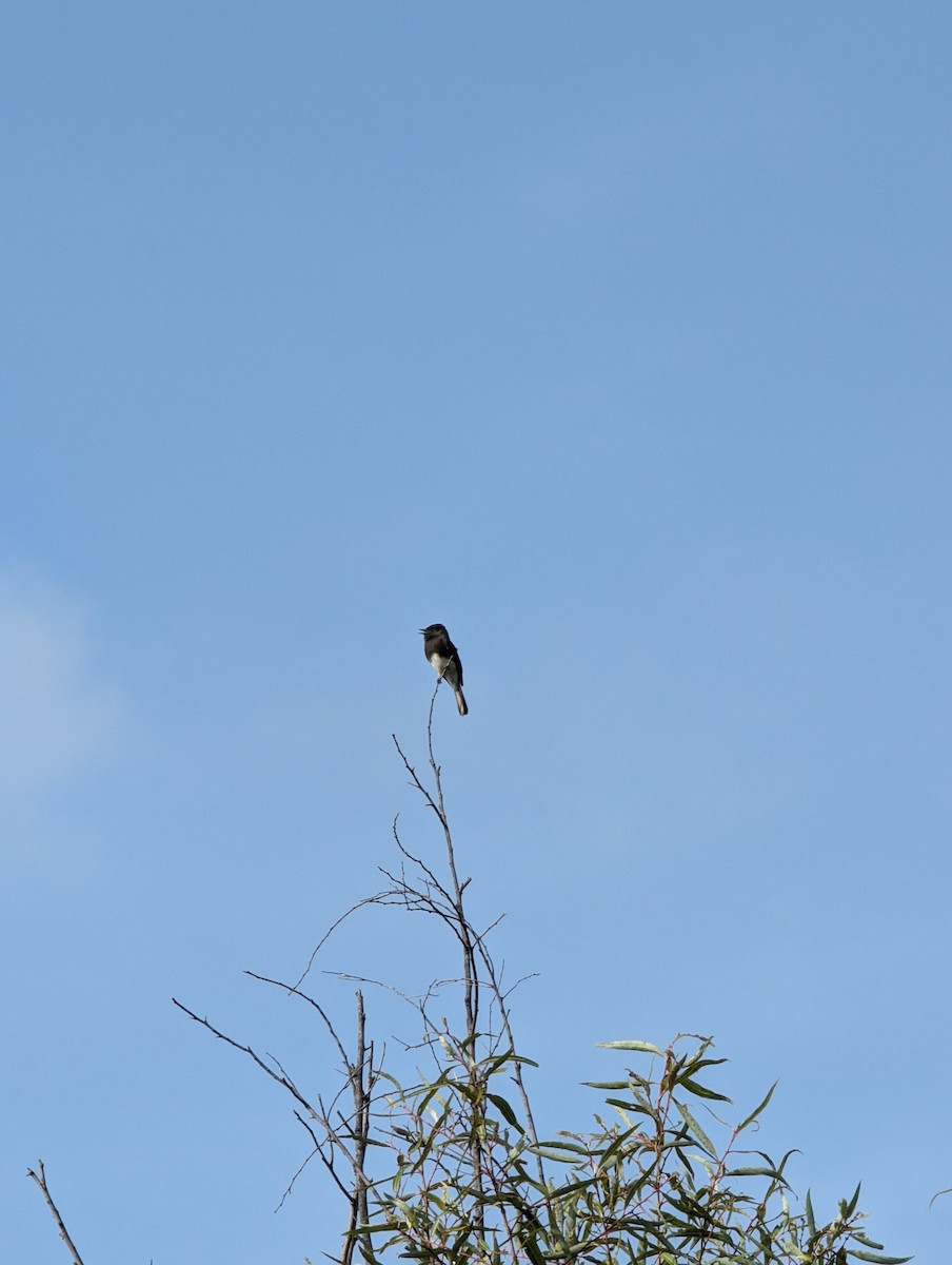 Black Phoebe - ML644002337