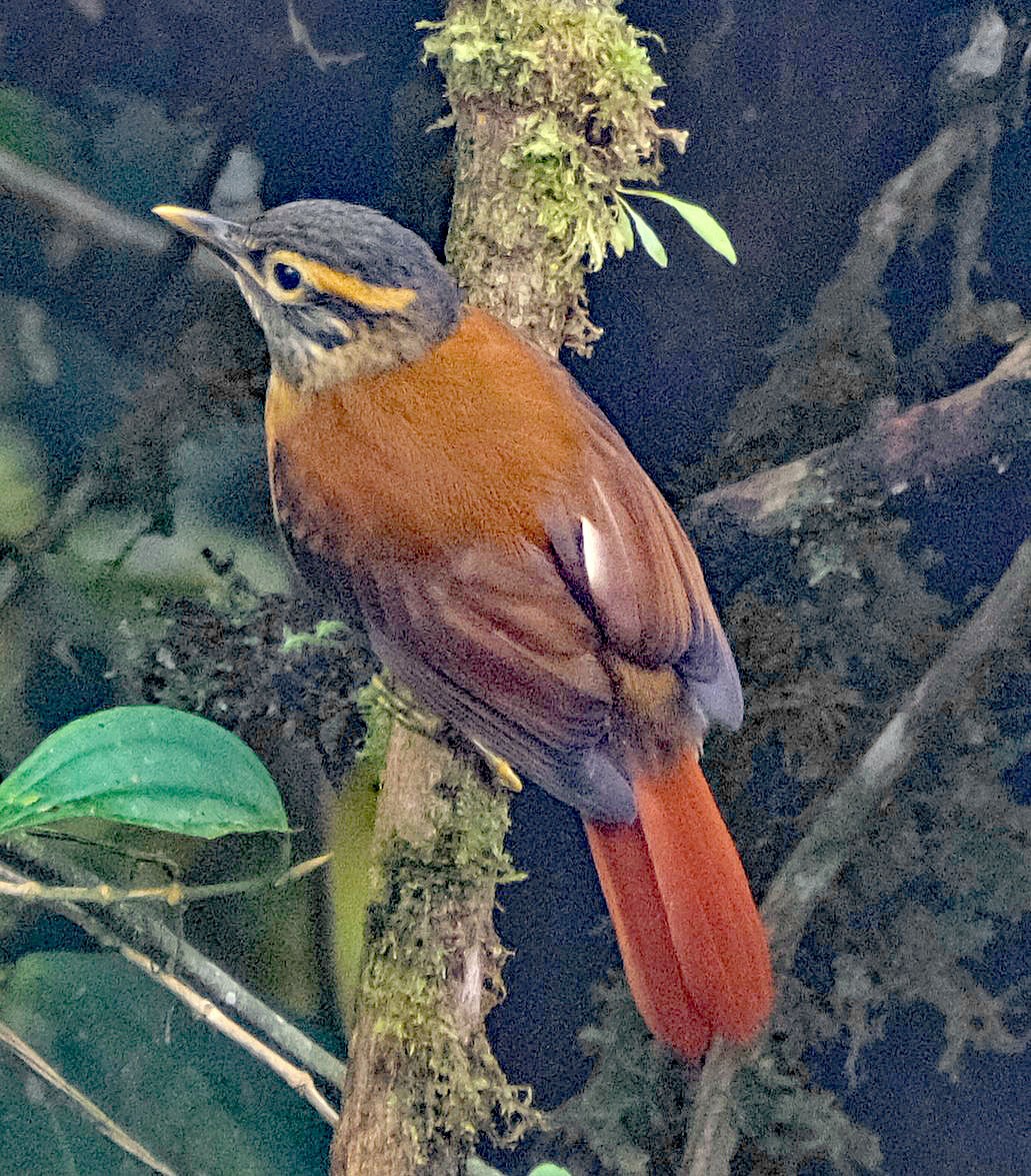 Scaly-throated Foliage-gleaner - ML644002339