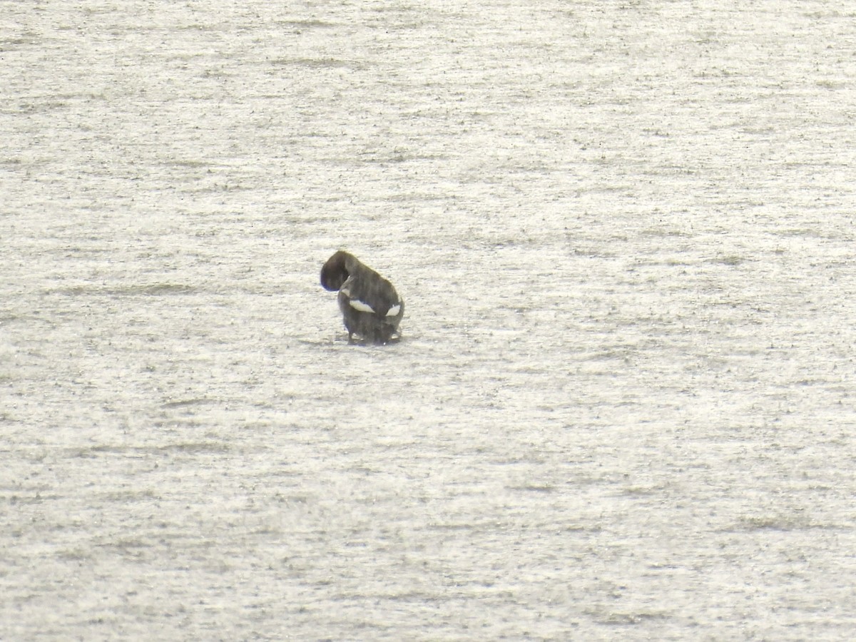 Harlequin Duck - ML644002341