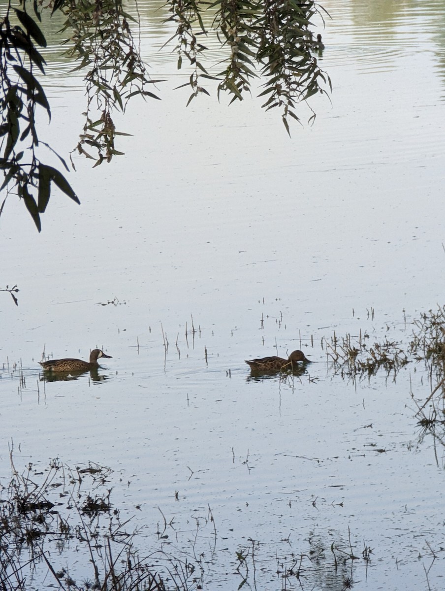 Blue-winged Teal - ML644002343