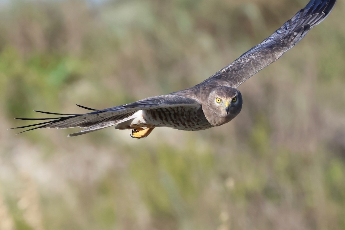 Northern Harrier - ML644002357