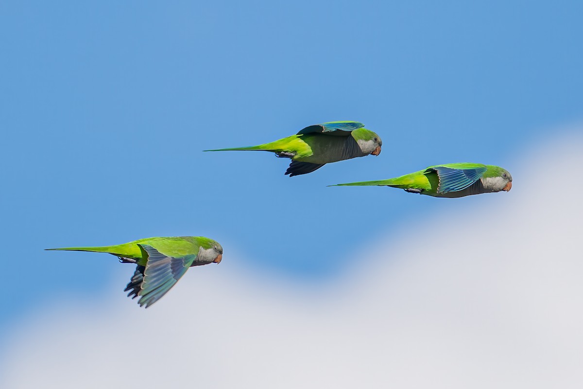 Monk Parakeet - ML644002386