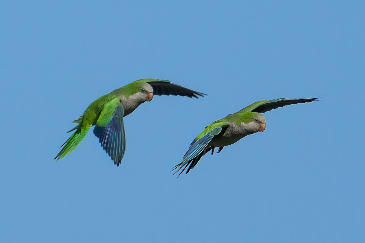 Monk Parakeet - ML644002387