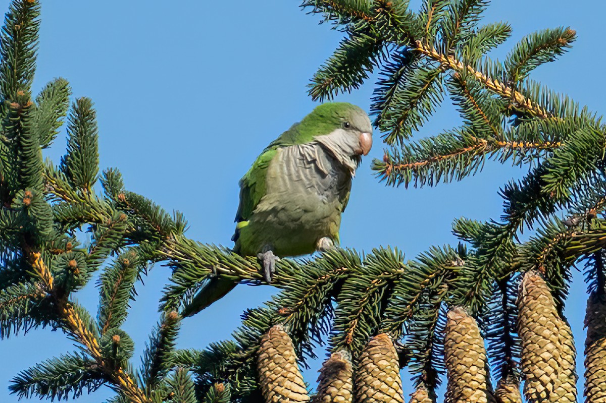 Monk Parakeet - ML644002388
