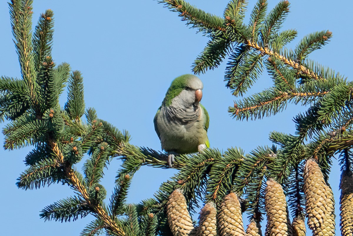 Monk Parakeet - ML644002389