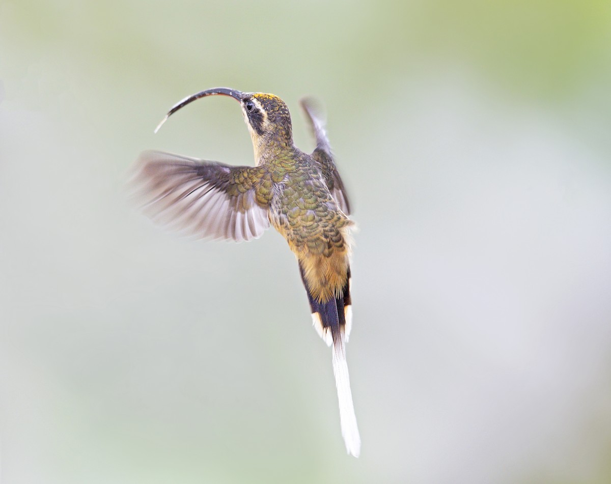 Tawny-bellied Hermit - ML644002390