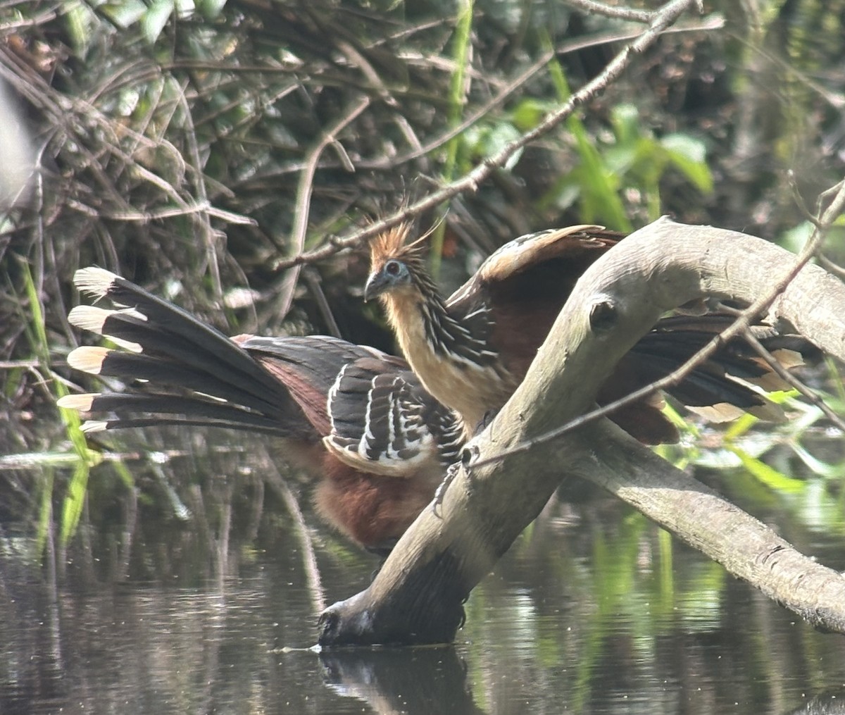Hoatzin - ML644002391