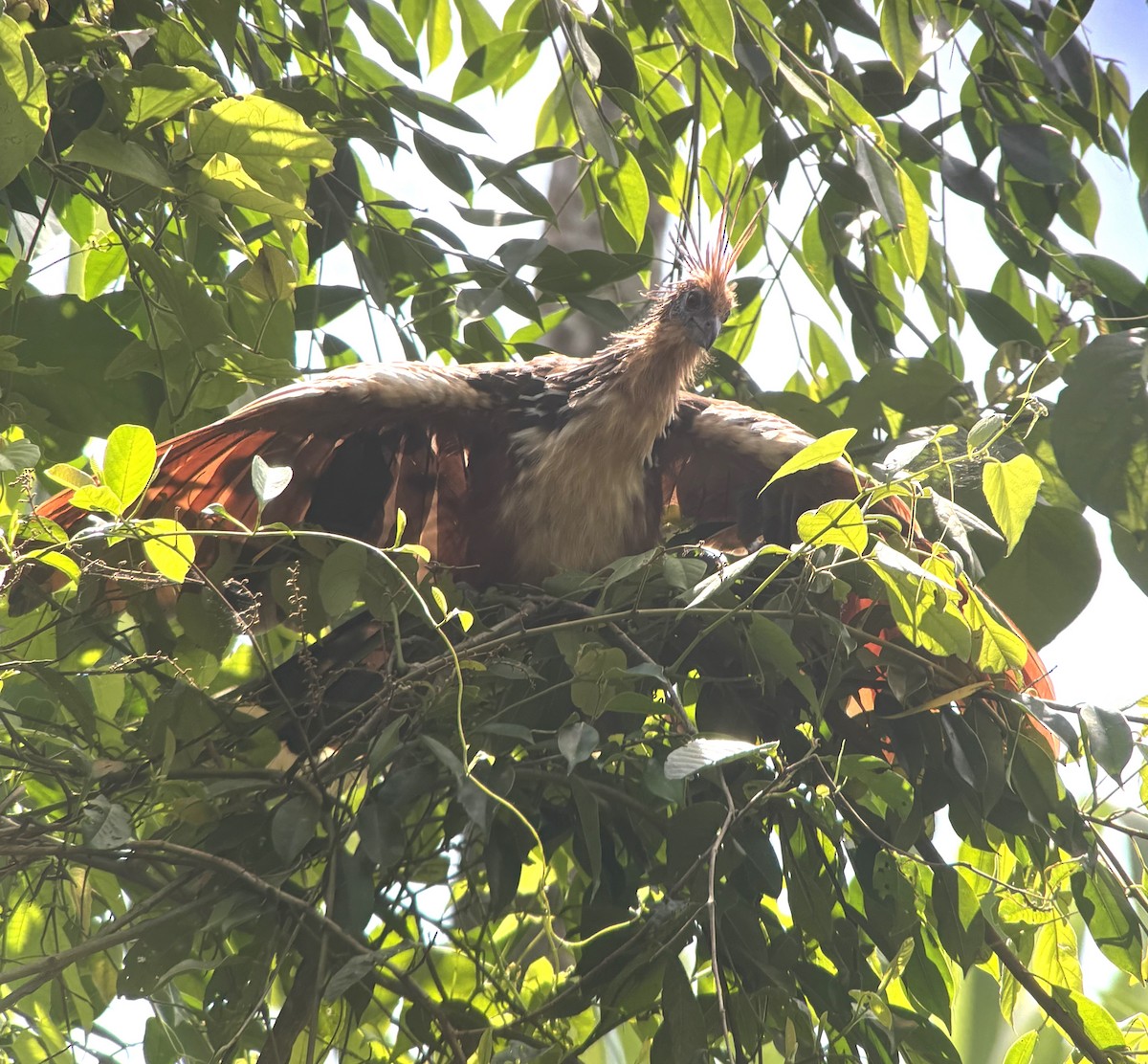 Hoatzin - ML644002392