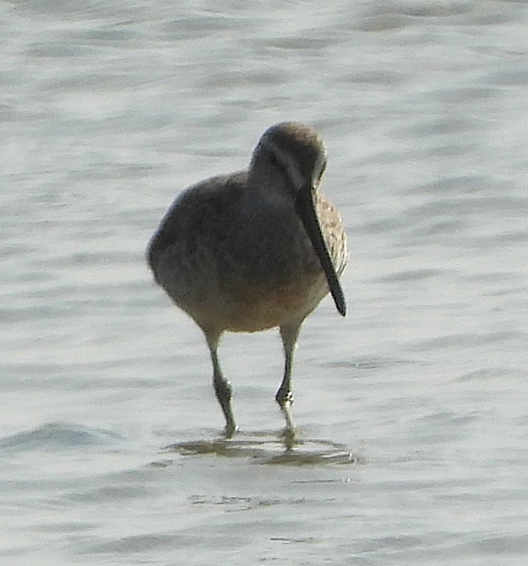 Short-billed Dowitcher - ML644002393