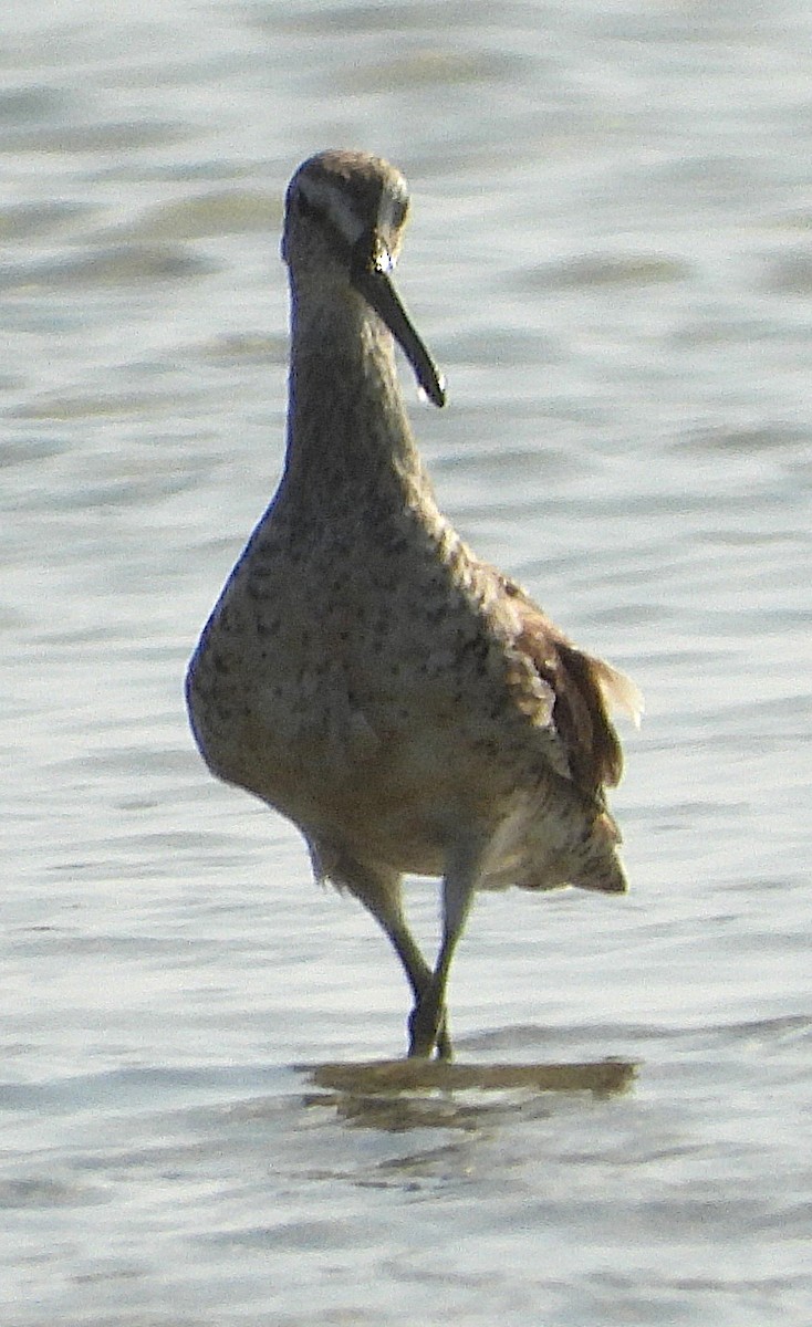 Short-billed Dowitcher - ML644002394