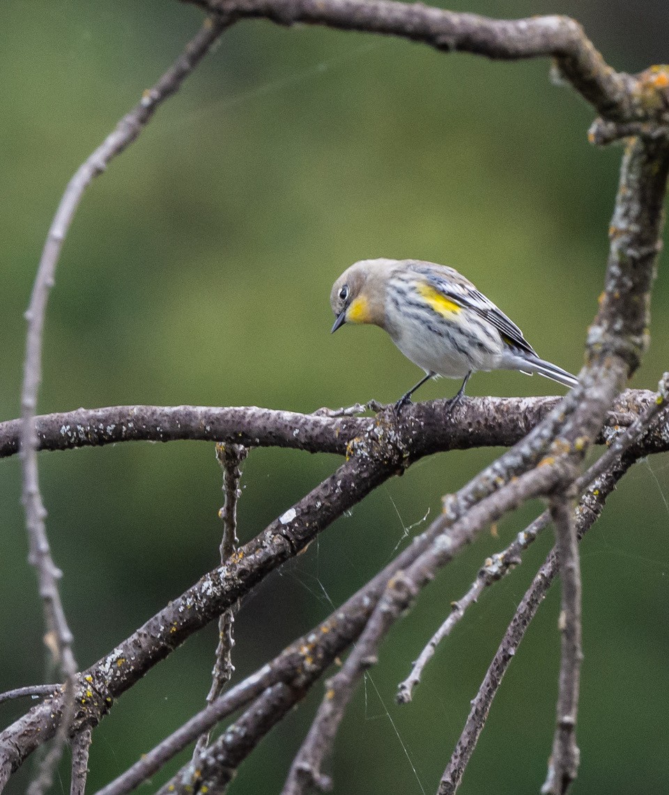 Yellow-rumped Warbler - ML644002395
