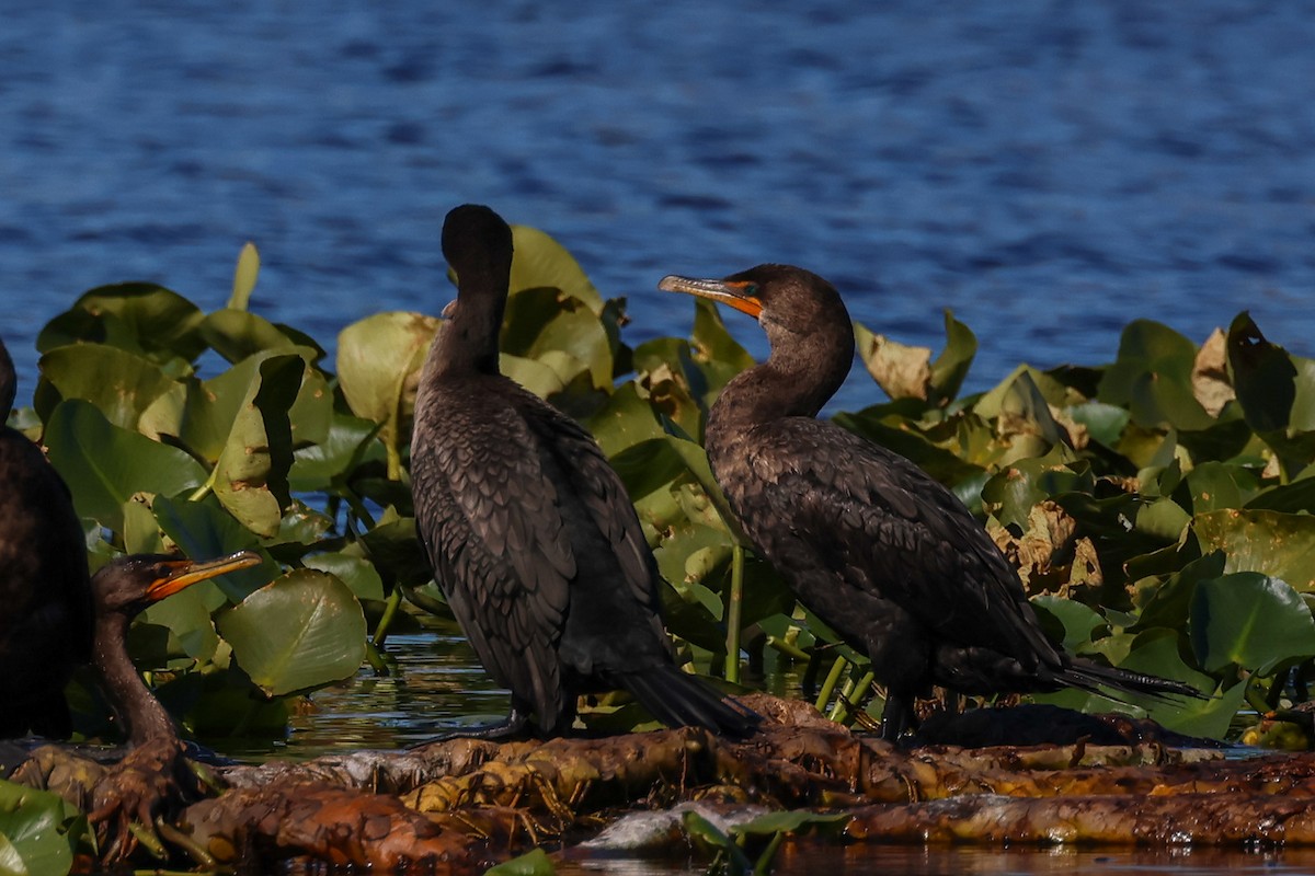 Double-crested Cormorant - ML644002399