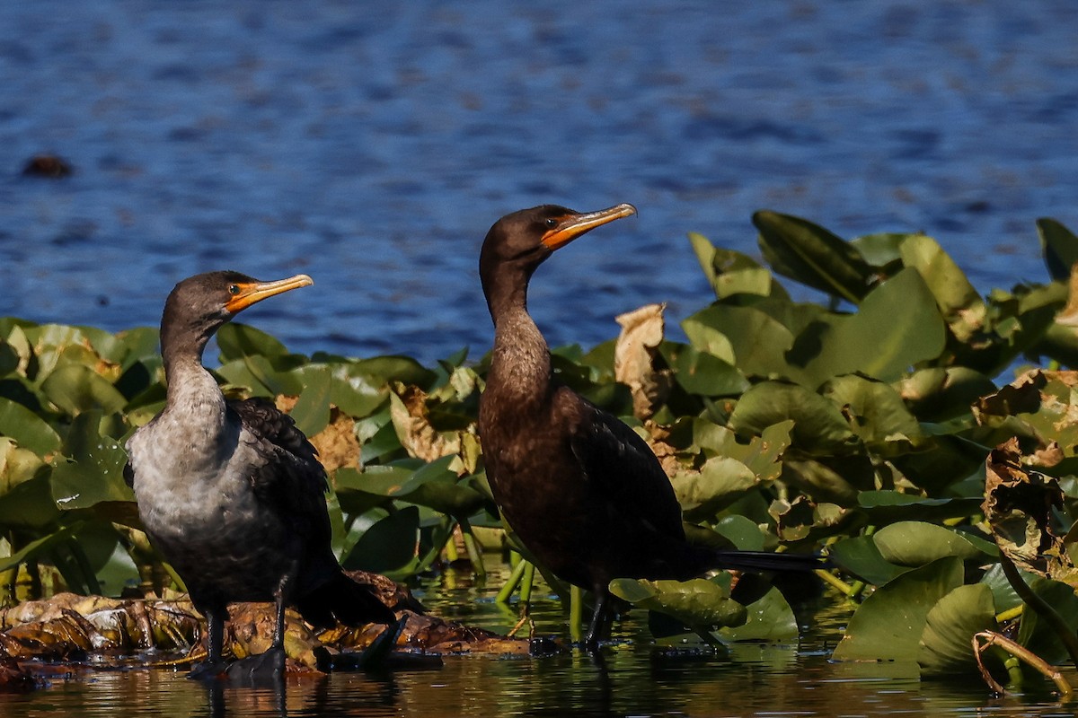 Double-crested Cormorant - ML644002400