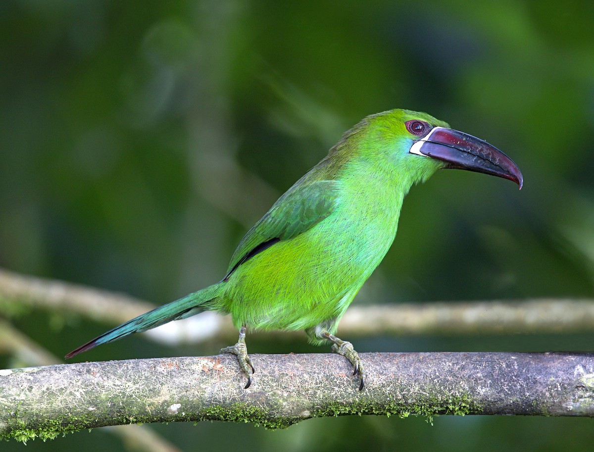 Crimson-rumped Toucanet - ML644002402