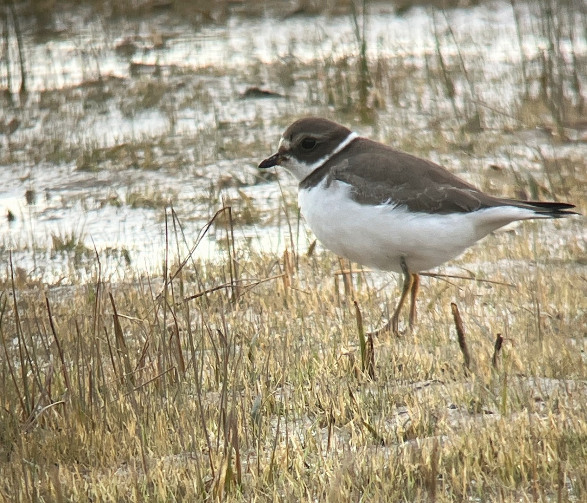 Semipalmated Plover - ML644002404