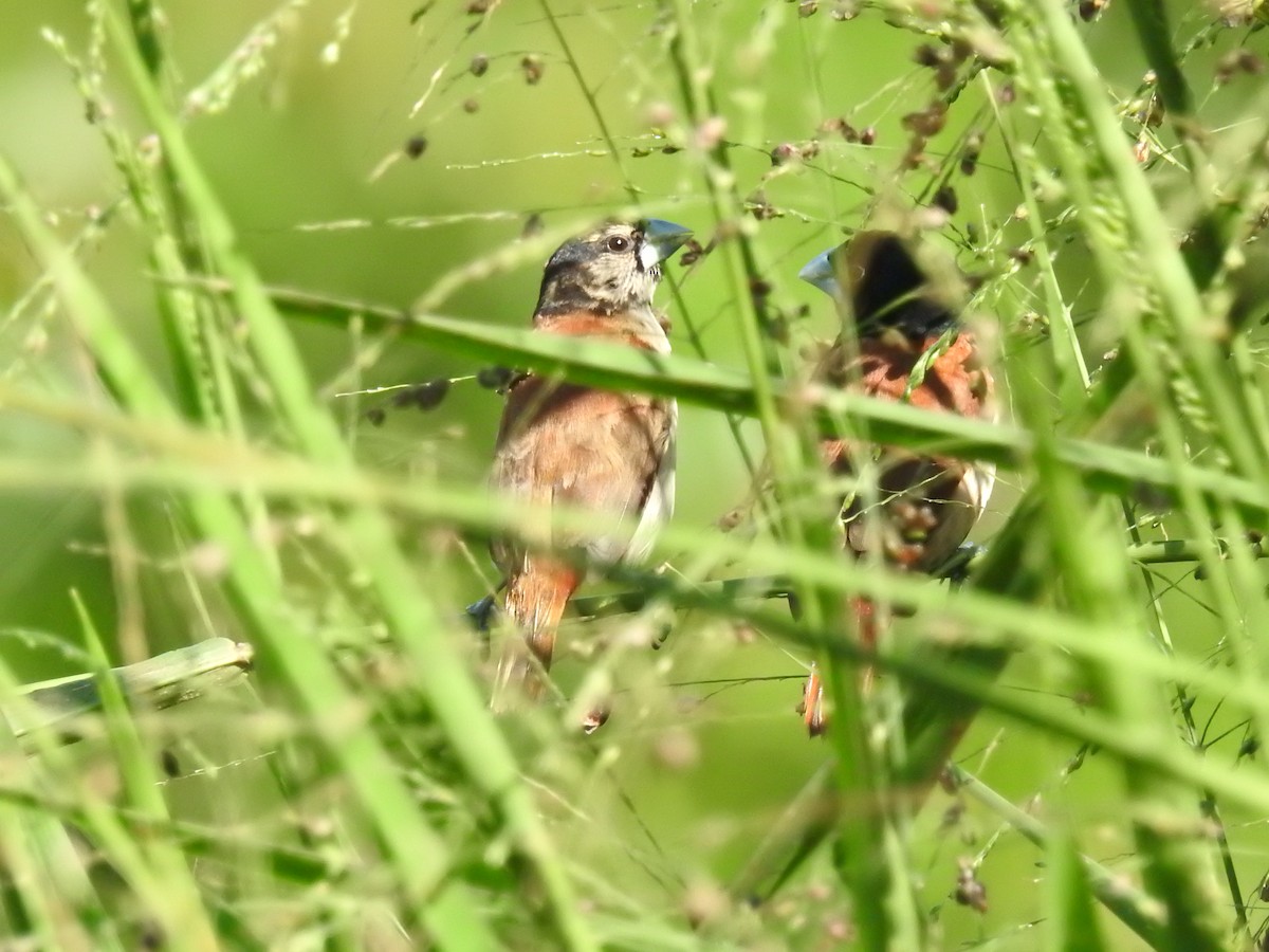 Tricolored Munia - ML644002405