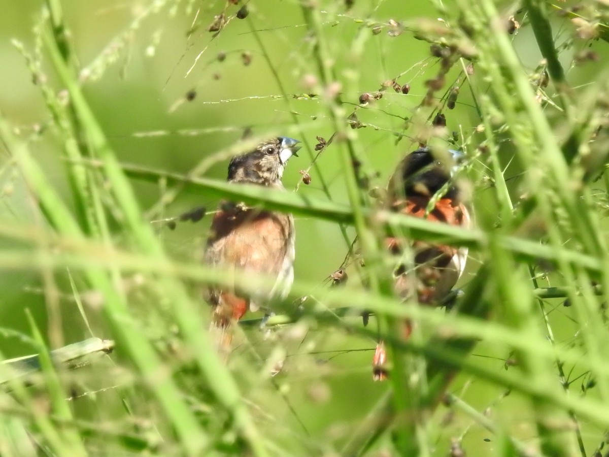 Tricolored Munia - ML644002407