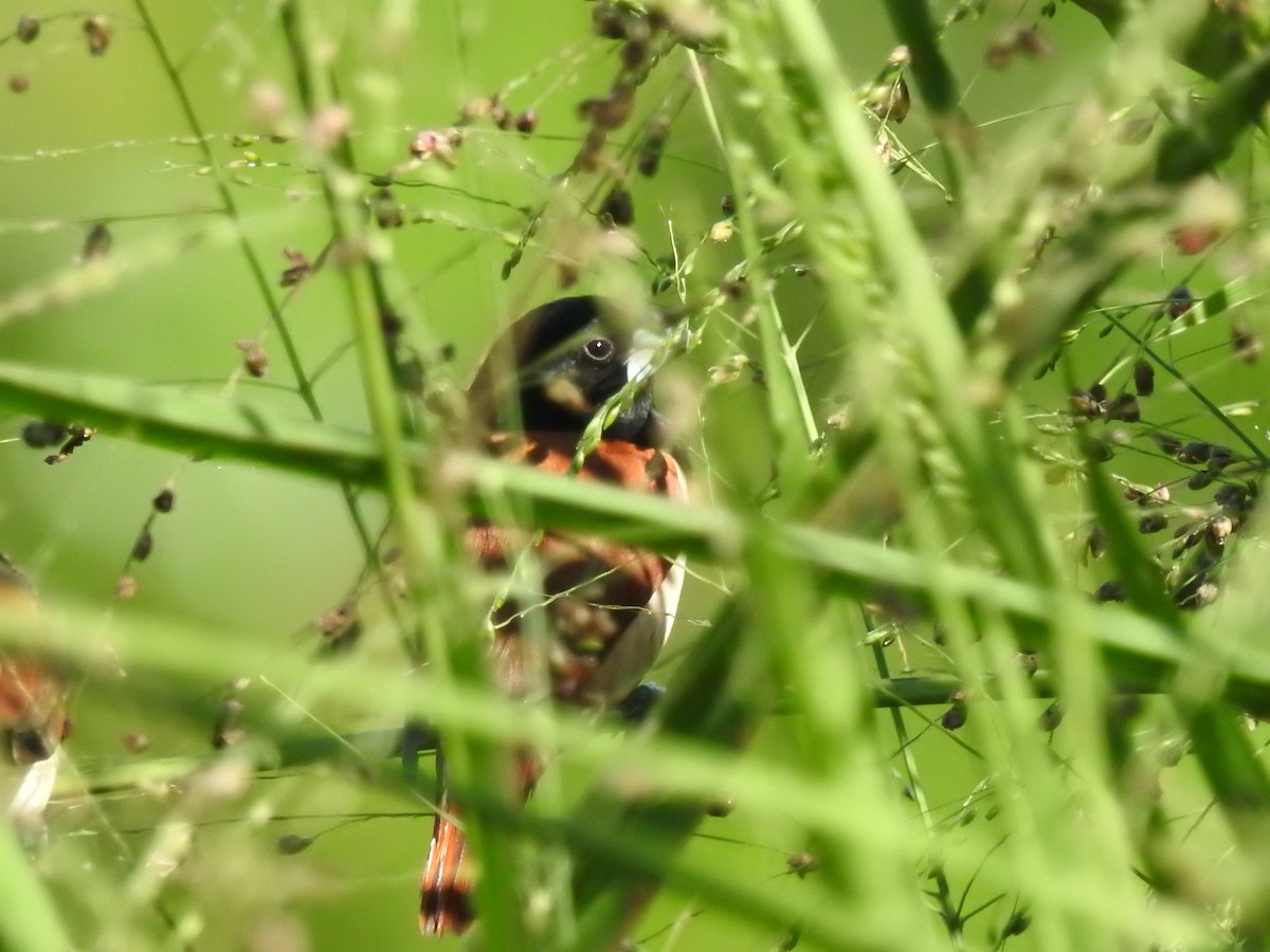 Tricolored Munia - ML644002408