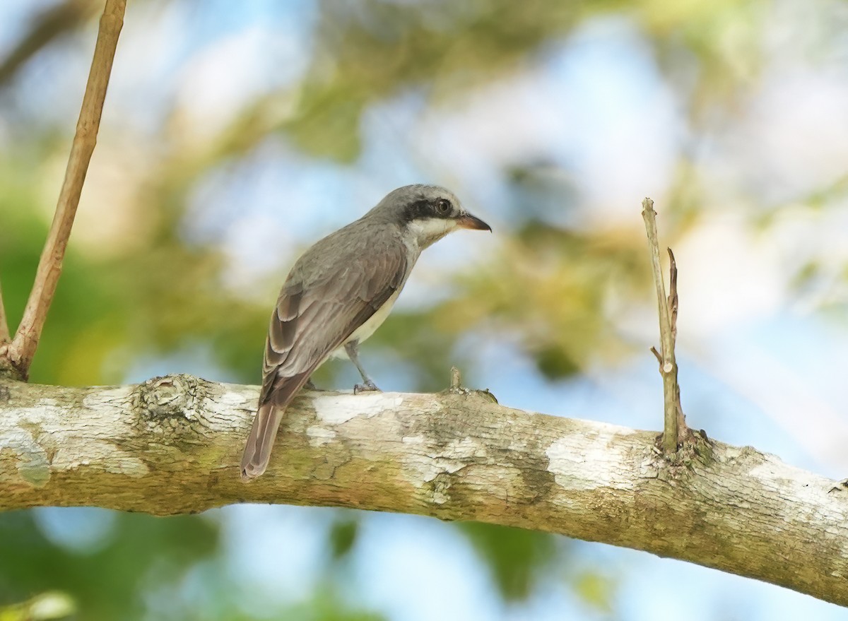 Large Woodshrike - ML644002410