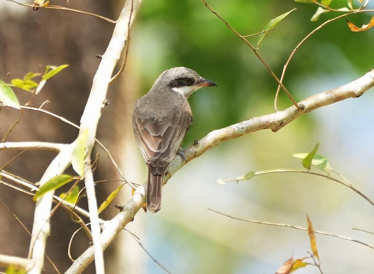 Large Woodshrike - ML644002411