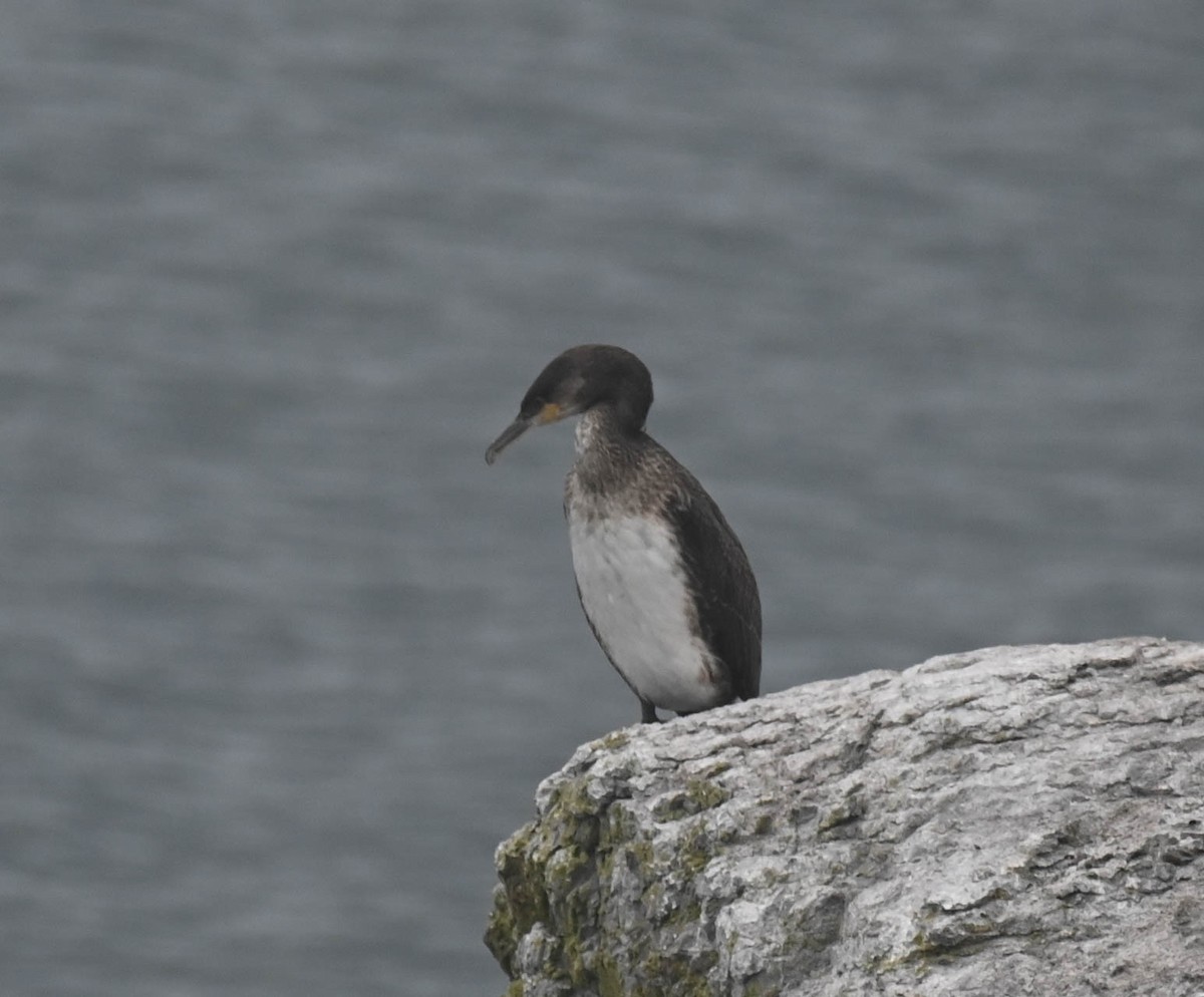 Great Cormorant - ML644002412