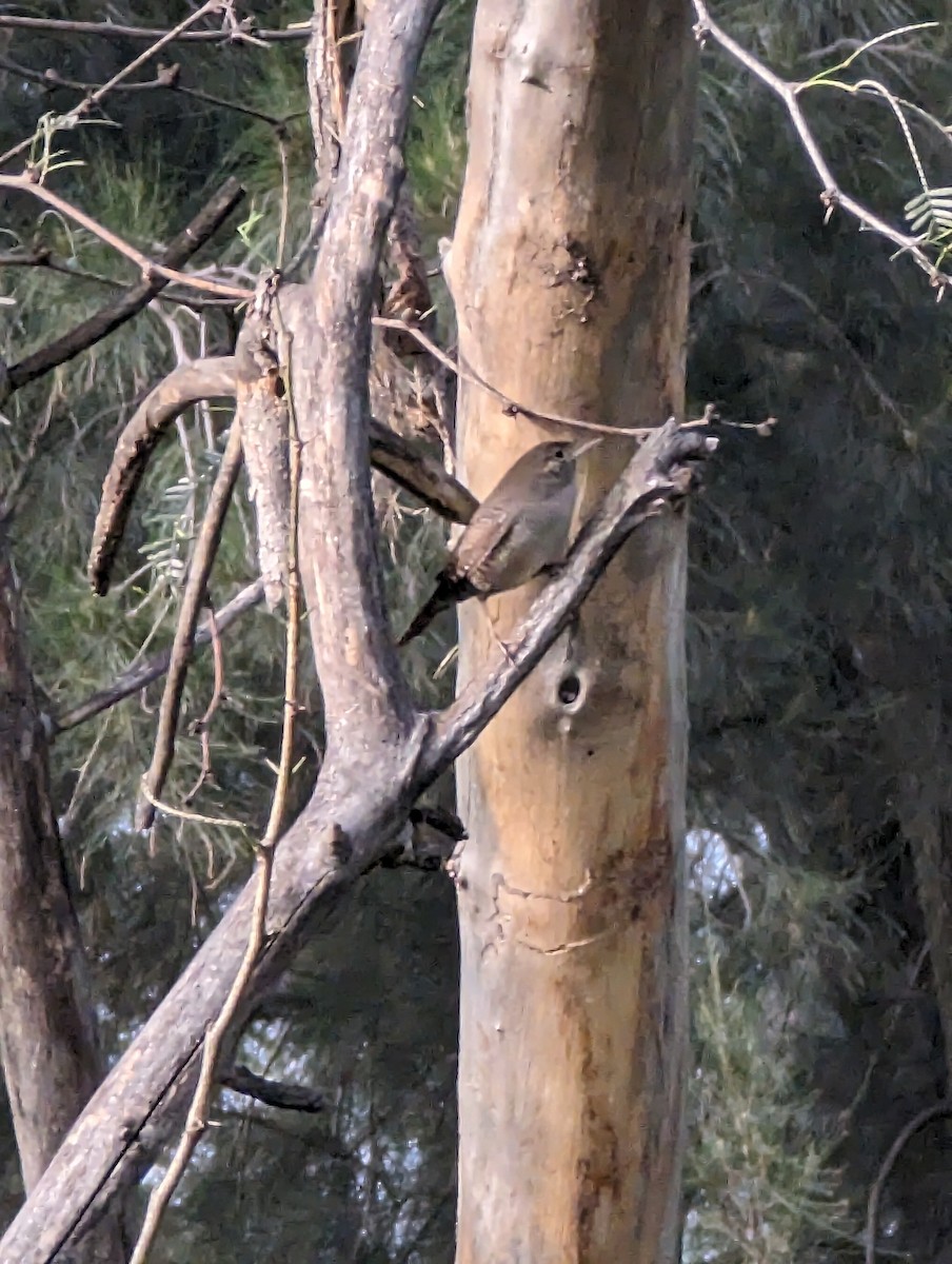 Northern House Wren - ML644002413