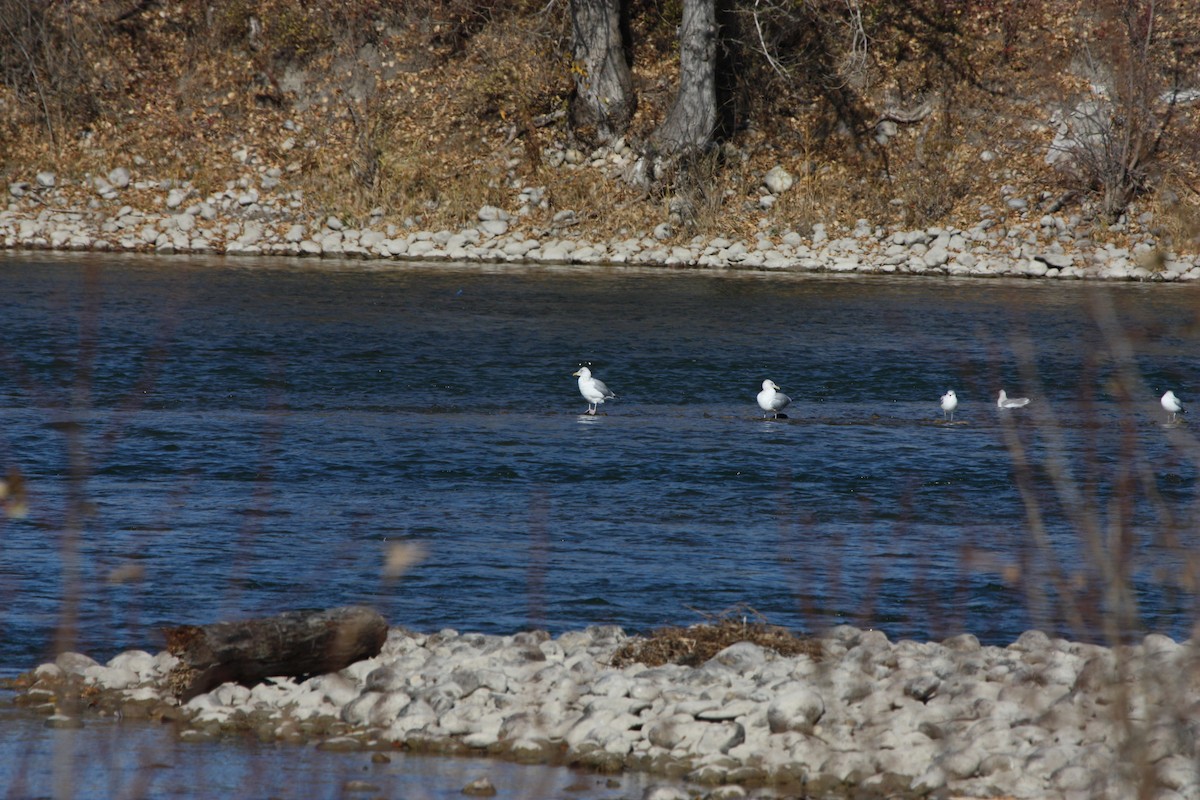 American Herring Gull - ML644002417