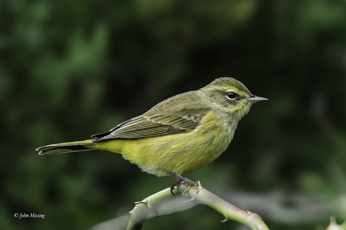 Palm Warbler - ML644002418