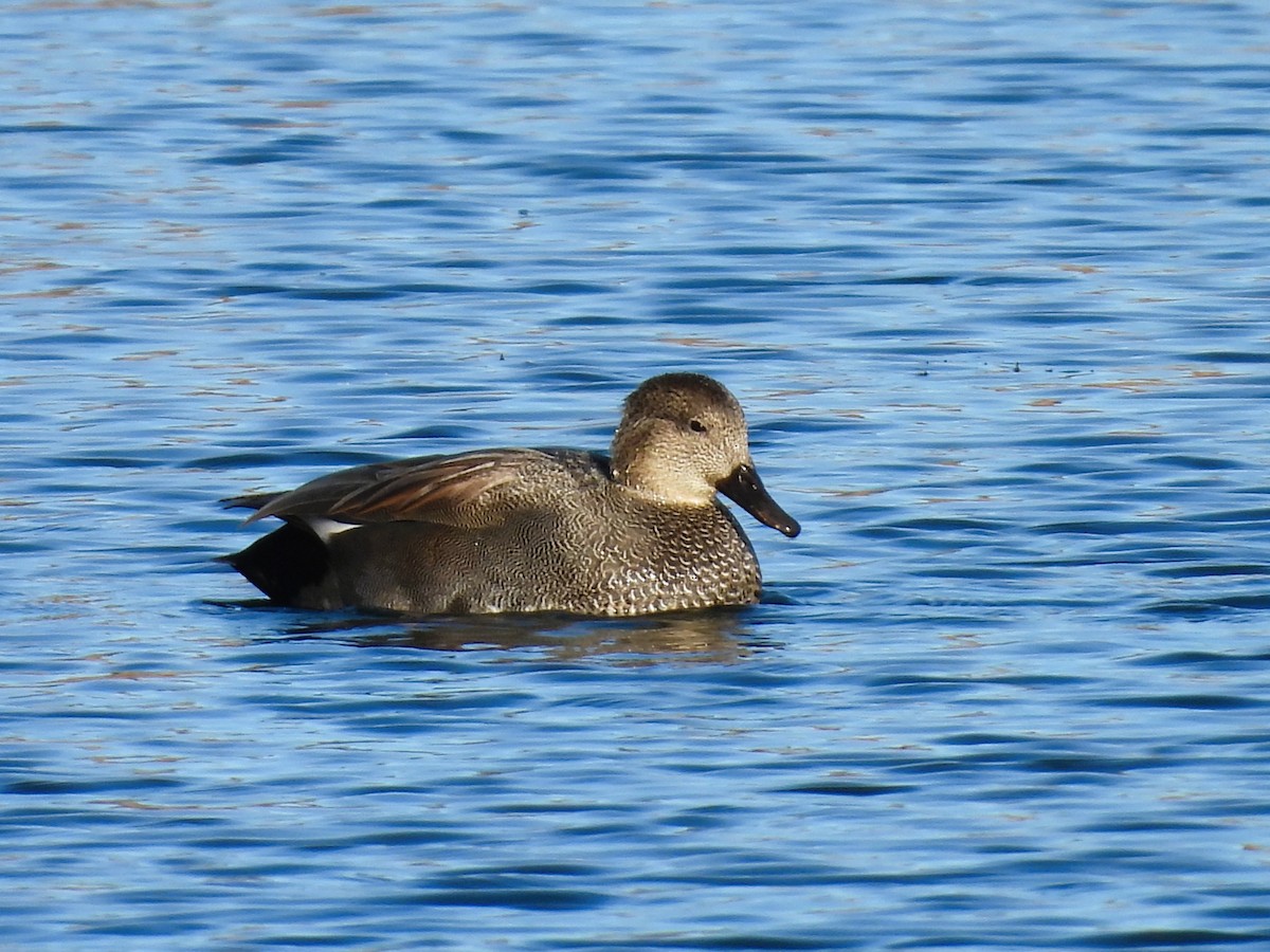 Gadwall - ML644002419