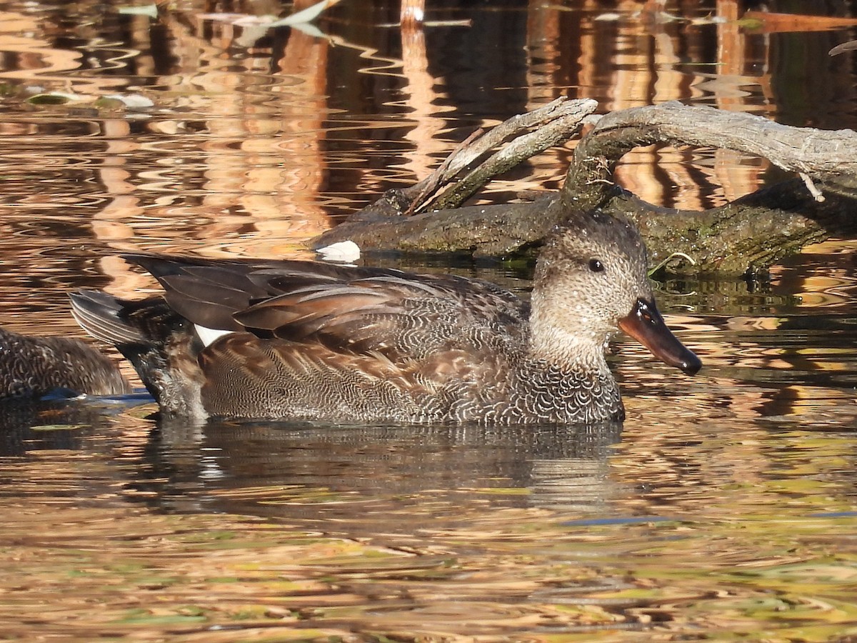 Gadwall - ML644002420