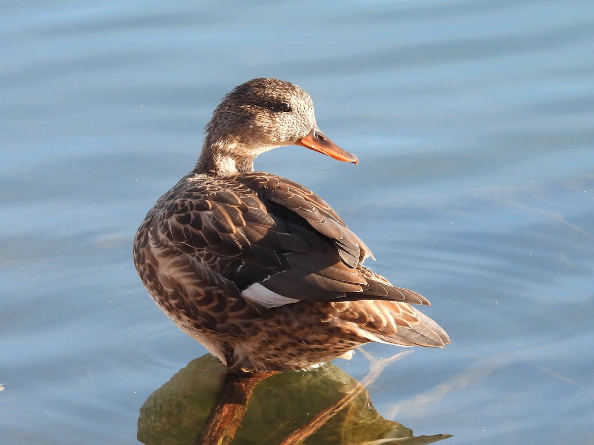 Gadwall - ML644002421
