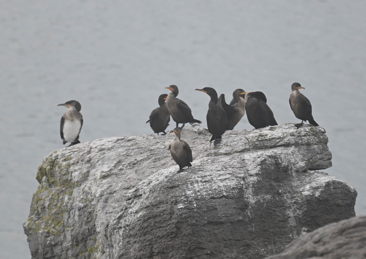 Double-crested Cormorant - ML644002426