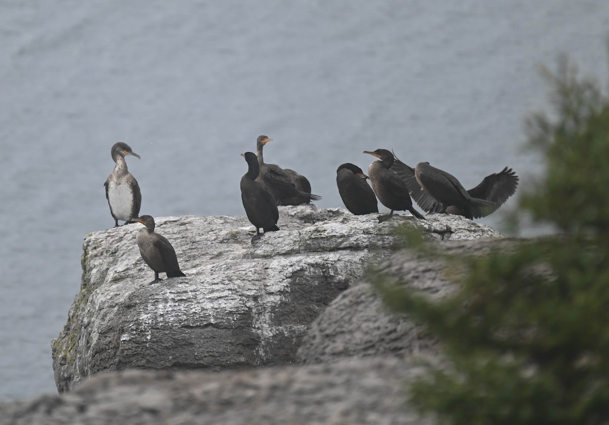 Double-crested Cormorant - ML644002427