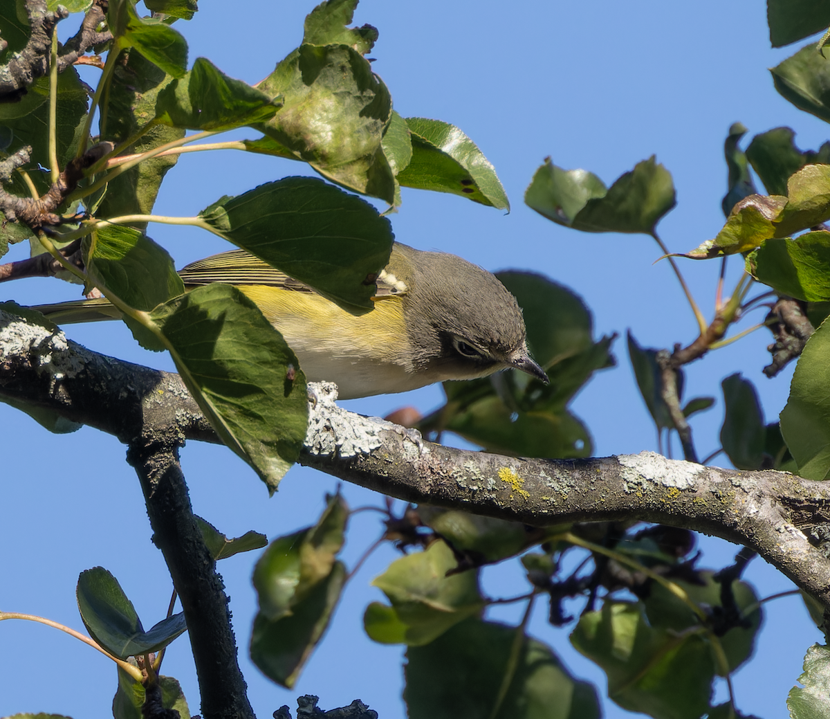 Graukopfvireo - ML644002429