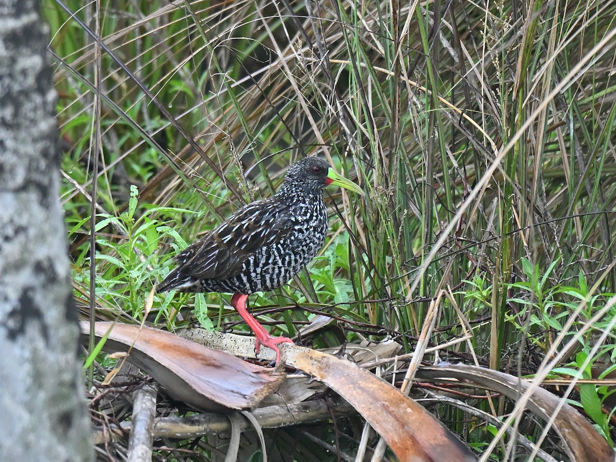 Spotted Rail - ML644002433