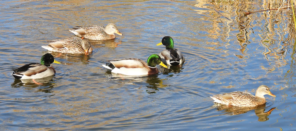 マガモ - ML644002435