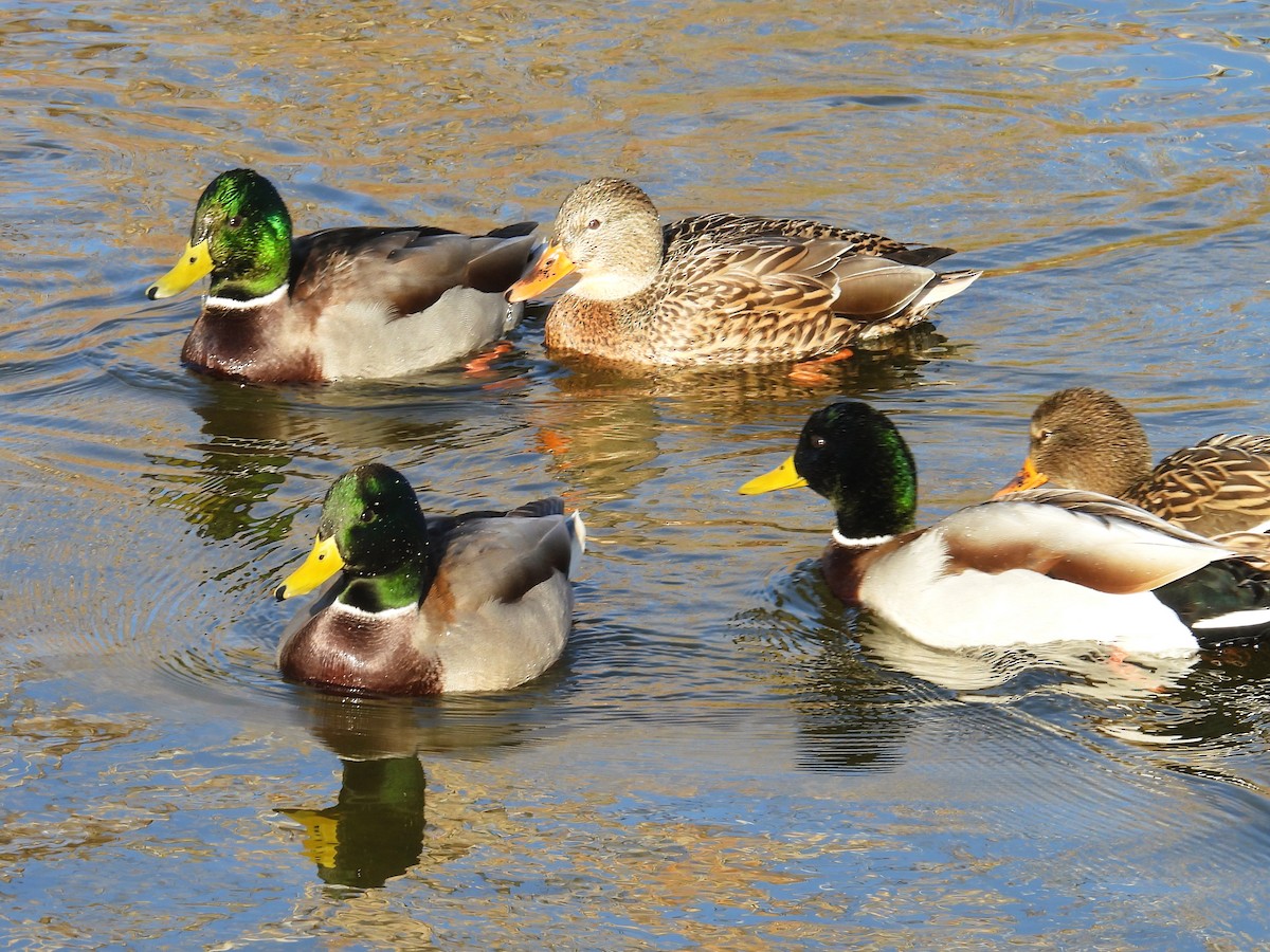 マガモ - ML644002436