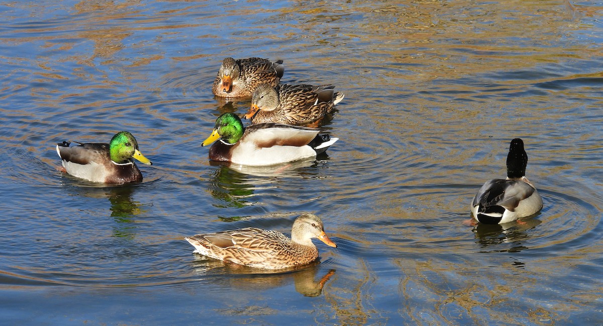 マガモ - ML644002437