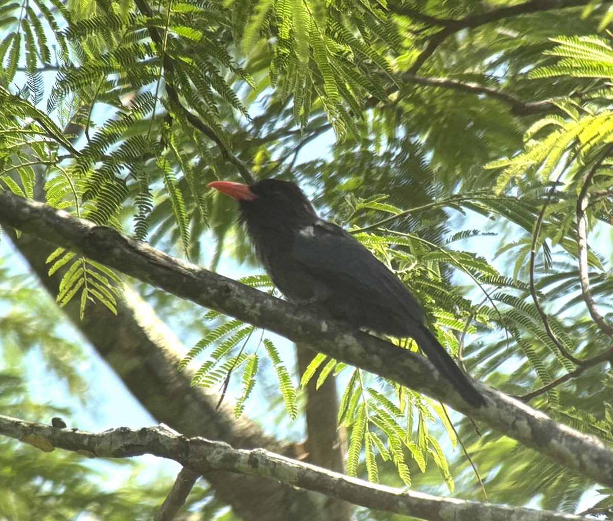Black-fronted Nunbird - ML644002454
