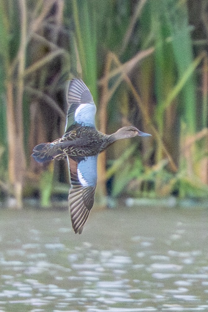 Blue-winged Teal - ML644002478