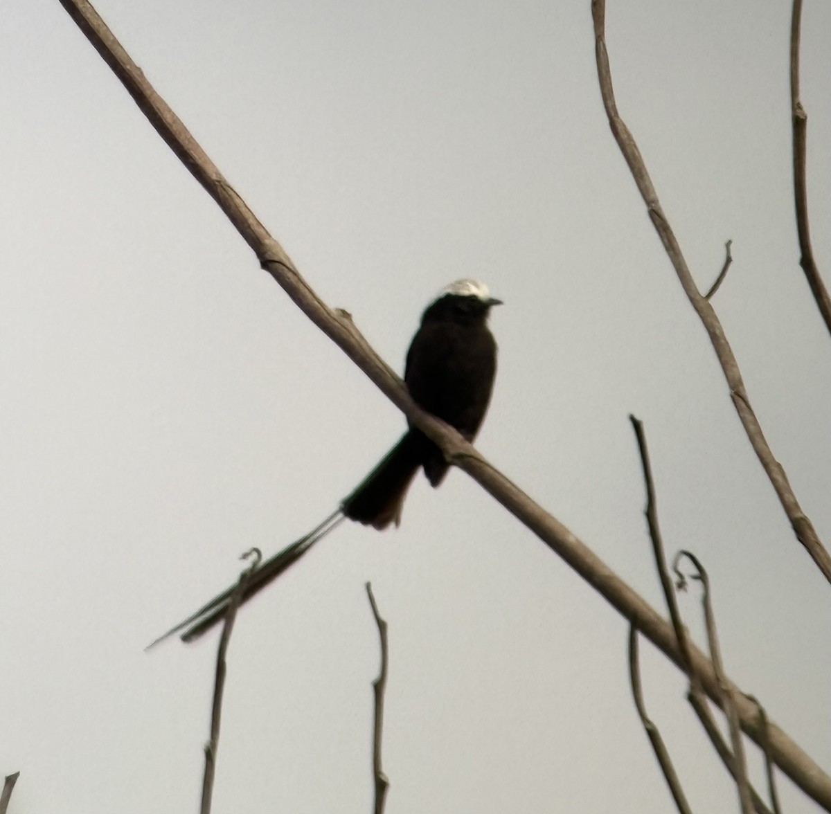 Long-tailed Tyrant - ML644002497